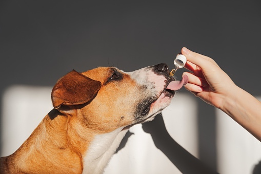 Do vets recommend CBD for dogs
